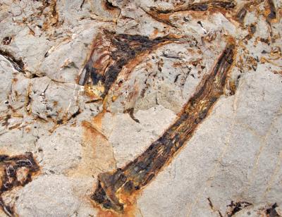 Прикрепленное изображение: IMGP6386.jpg